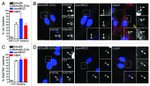 GFP Antibody in Immunocytochemistry (ICC/IF)