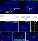 GFP Antibody in Immunohistochemistry (Paraffin) (IHC (P))