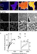 GFP Antibody in Immunocytochemistry (ICC/IF)