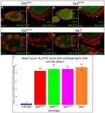 GFP Antibody in Immunocytochemistry (ICC/IF)