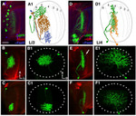 GFP Antibody in Immunocytochemistry (ICC/IF)