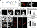 GFP Antibody in Immunocytochemistry (ICC/IF)