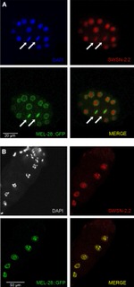 GFP Antibody in Immunocytochemistry (ICC/IF)