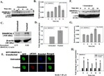 GFP Antibody in Immunocytochemistry (ICC/IF)