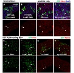 GFP Antibody in Immunohistochemistry (IHC)