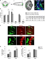 GFP Antibody in Immunohistochemistry (IHC)