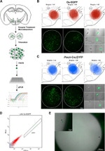 GFP Antibody in Immunohistochemistry (IHC)