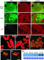 GFP Antibody in Western Blot (WB)
