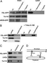 GFP Antibody in Western Blot (WB)