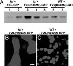 GFP Antibody in Western Blot (WB)