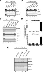 GFP Antibody in Western Blot (WB)