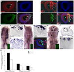 GFP Antibody in Immunohistochemistry (IHC)