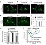 GFP Antibody in Immunohistochemistry (IHC)