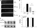 GFP Antibody in Western Blot (WB)