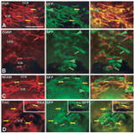 GFP Antibody in Immunohistochemistry (Frozen) (IHC (F))