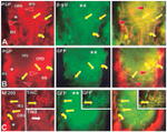 GFP Antibody in Immunohistochemistry (Frozen) (IHC (F))