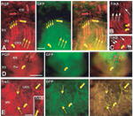 GFP Antibody in Immunohistochemistry (Frozen) (IHC (F))
