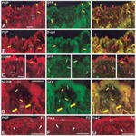 GFP Antibody in Immunohistochemistry (Frozen) (IHC (F))