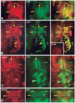 GFP Antibody in Immunohistochemistry (Frozen) (IHC (F))