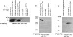 Myc Tag Antibody in Western Blot (WB)