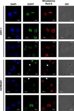 GFP Antibody in Immunocytochemistry (ICC/IF)