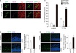 GFP Antibody in Immunocytochemistry (ICC/IF)