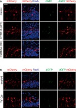 GFP Antibody in Immunocytochemistry (ICC/IF)