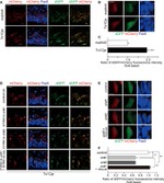 GFP Antibody in Immunocytochemistry (ICC/IF)