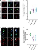 GFP Antibody in Immunocytochemistry (ICC/IF)