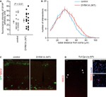 GFP Antibody in Immunocytochemistry (ICC/IF)