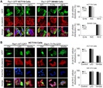 GFP Antibody in Immunocytochemistry (ICC/IF)