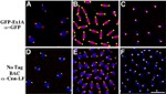 GFP Antibody in Immunocytochemistry (ICC/IF)