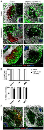 GFP Antibody in Immunohistochemistry (IHC)