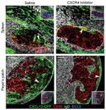 GFP Antibody in Immunohistochemistry (IHC)