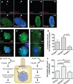 GFP Antibody in Immunocytochemistry (ICC/IF)