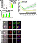 GFP Antibody in Immunocytochemistry (ICC/IF)