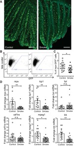 GFP Antibody in Immunocytochemistry, Flow Cytometry (ICC/IF, Flow)