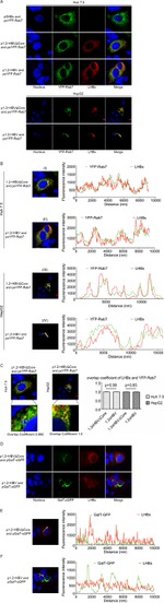 GFP Antibody in Immunocytochemistry (ICC/IF)