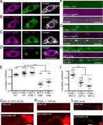 GFP Antibody in Immunocytochemistry (ICC/IF)