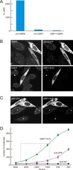 GFP Antibody in Immunocytochemistry (ICC/IF)