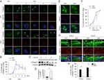 GFP Antibody in Immunocytochemistry (ICC/IF)