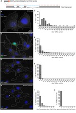 GFP Antibody in Immunocytochemistry (ICC/IF)