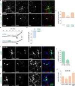 GFP Antibody in Immunocytochemistry (ICC/IF)