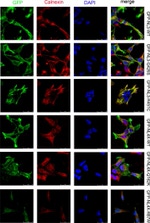 GFP Antibody in Immunocytochemistry (ICC/IF)