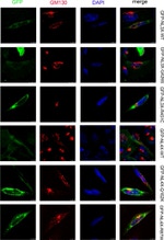 GFP Antibody in Immunocytochemistry (ICC/IF)