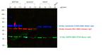 Donkey anti-Rabbit IgG (H+L) Highly Cross-Adsorbed Secondary Antibody, Alexa Fluor™ 790
