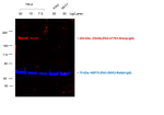 Rabbit IgG (H+L) Highly Cross-Adsorbed Secondary Antibody in Western Blot (WB)