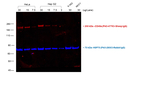 Rabbit IgG (H+L) Highly Cross-Adsorbed Secondary Antibody in Western Blot (WB)