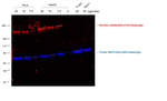 Rabbit IgG (H+L) Highly Cross-Adsorbed Secondary Antibody in Western Blot (WB)