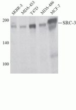 SRC3 Antibody in Western Blot (WB)